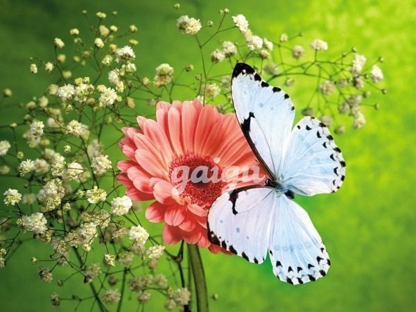 HỒNG NHUNG SERVICE CỰC TỐT DUYÊN DÁNG TRẮNG HỒNG VÚ MÔNG MÚP MẨY